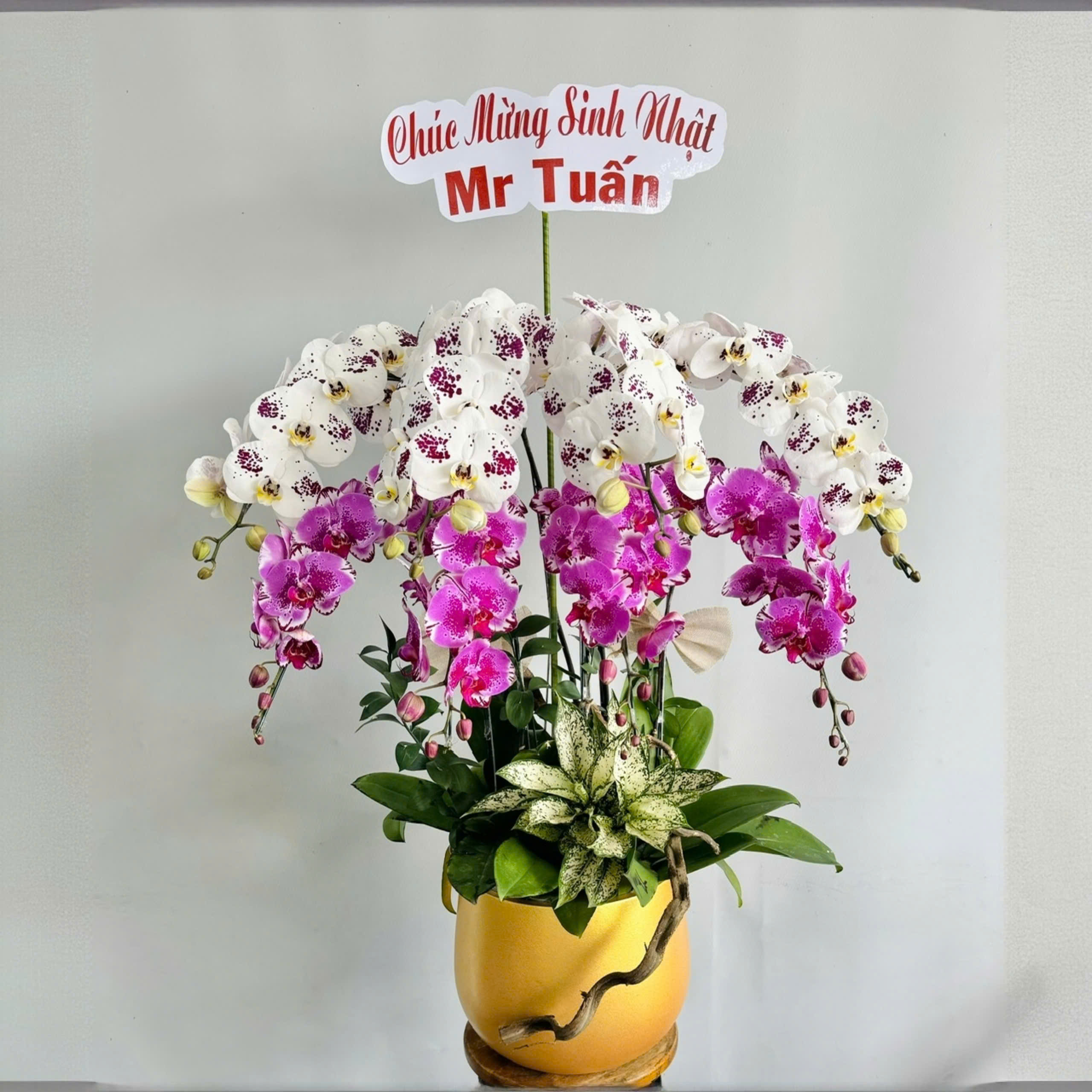 Lan hồ điệp 8 cành kết hợp 2 màu - LF169